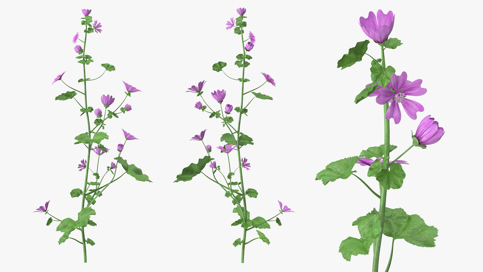 Flowering Plants Collection 8 3D model https://p.turbosquid.com/ts-thumb/gE/wZRk7u/ng/floweringplantscollection8mb3dmodel064/jpg/1657822915/1920x1080/fit_q87/9dc5face4ffd8dd54bf78c747bda693462c106c8/floweringplantscollection8mb3dmodel064.jpg