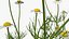 Flowering Plants Collection 8