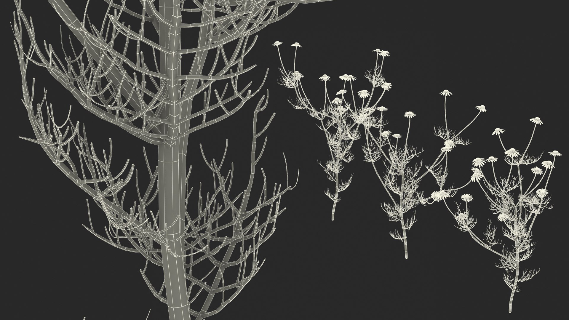 Flowering Plants Collection 8 3D model https://p.turbosquid.com/ts-thumb/gE/wZRk7u/sm/floweringplantscollection8mb3dmodel119/jpg/1657823125/1920x1080/fit_q87/1af577c43f2124d5fe5f9f69147d03b7b616b46f/floweringplantscollection8mb3dmodel119.jpg