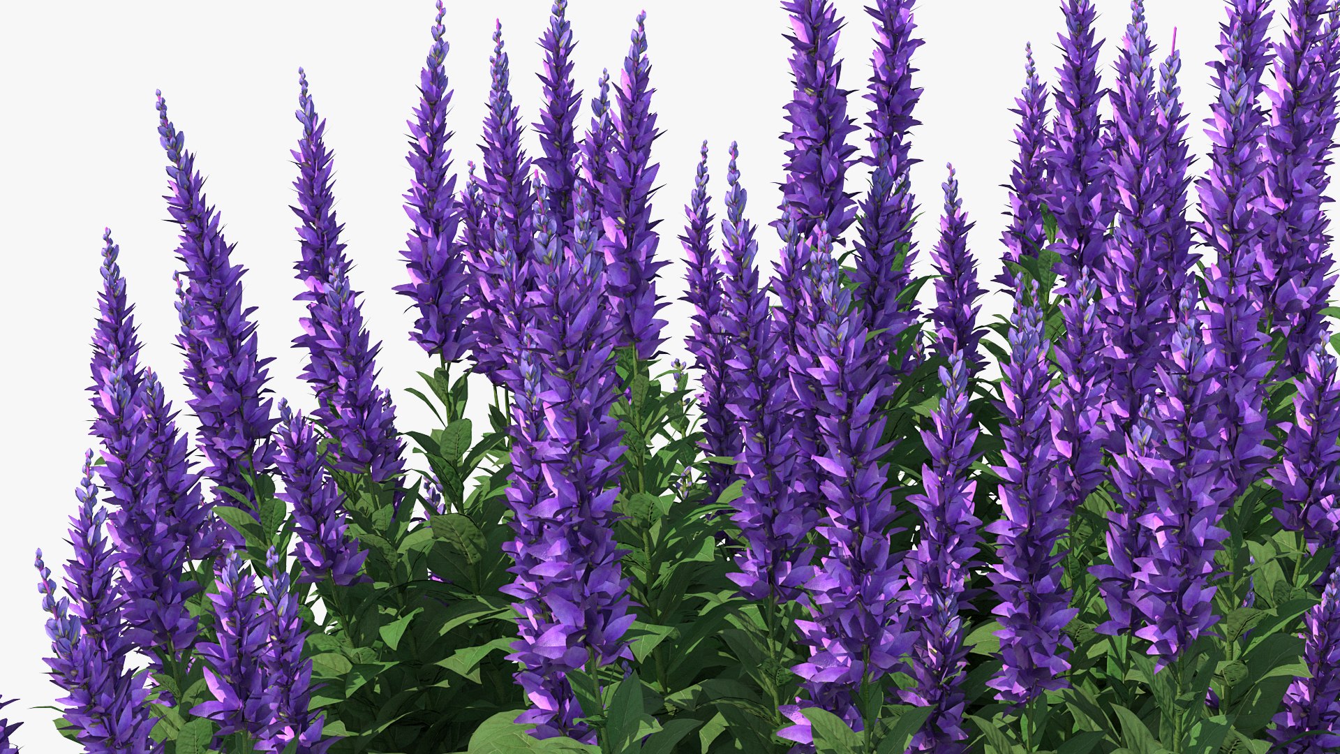 Flowering Plants Collection 8 3D model https://p.turbosquid.com/ts-thumb/gE/wZRk7u/ug/floweringplantscollection8mb3dmodel008/jpg/1657822712/1920x1080/fit_q87/a47d4de742b14138204f1fa9eeec3eae9bd44d4d/floweringplantscollection8mb3dmodel008.jpg