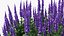 Flowering Plants Collection 8