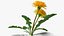 Flowering Plants Collection 8