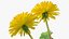 Flowering Plants Collection 8