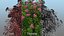 Flowering Plants Collection 8