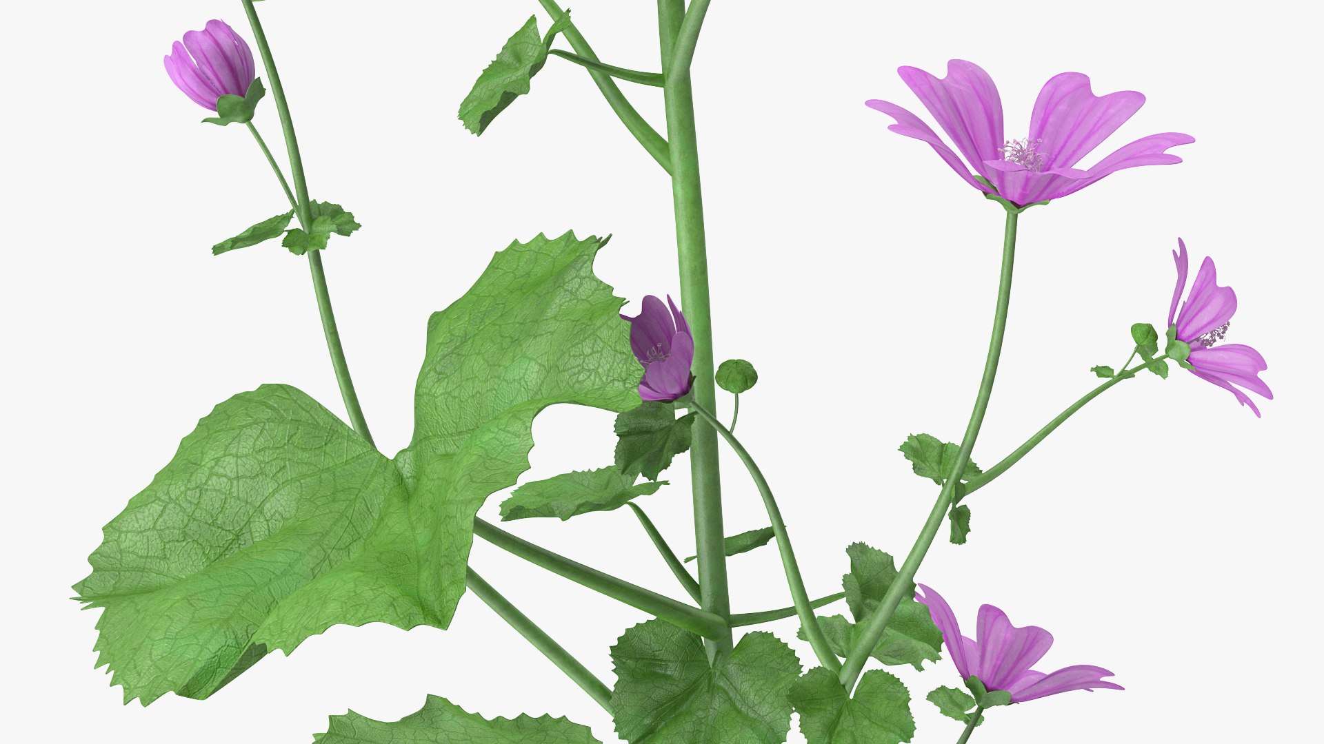 Flowering Plants Collection 8 3D model https://p.turbosquid.com/ts-thumb/gE/wZRk7u/xs/floweringplantscollection8mb3dmodel067/jpg/1657822925/1920x1080/fit_q87/e5cdff9ee517a87290e7e862c81824b18643f962/floweringplantscollection8mb3dmodel067.jpg