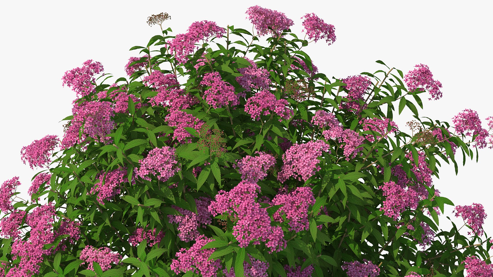 Flowering Plants Collection 8 3D model https://p.turbosquid.com/ts-thumb/gE/wZRk7u/yB/floweringplantscollection8mb3dmodel058/jpg/1657822891/1920x1080/fit_q87/ffaafb0404f42deeb6d0381c2261aff15101b834/floweringplantscollection8mb3dmodel058.jpg