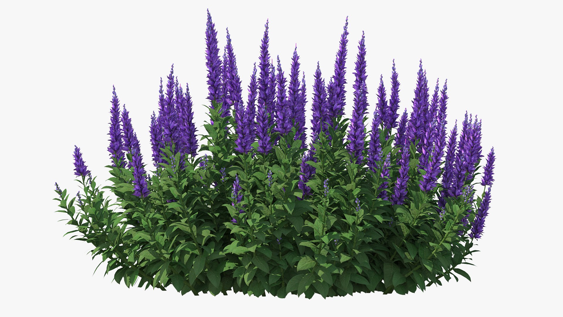 Flowering Plants Collection 8 3D model https://p.turbosquid.com/ts-thumb/gE/wZRk7u/yV/floweringplantscollection8mb3dmodel005/jpg/1657822700/1920x1080/fit_q87/ffec1e7ecc01d342b920e9718a6497de1fefe41a/floweringplantscollection8mb3dmodel005.jpg