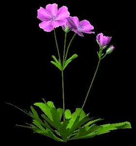 3d model flower bloody cranesbill