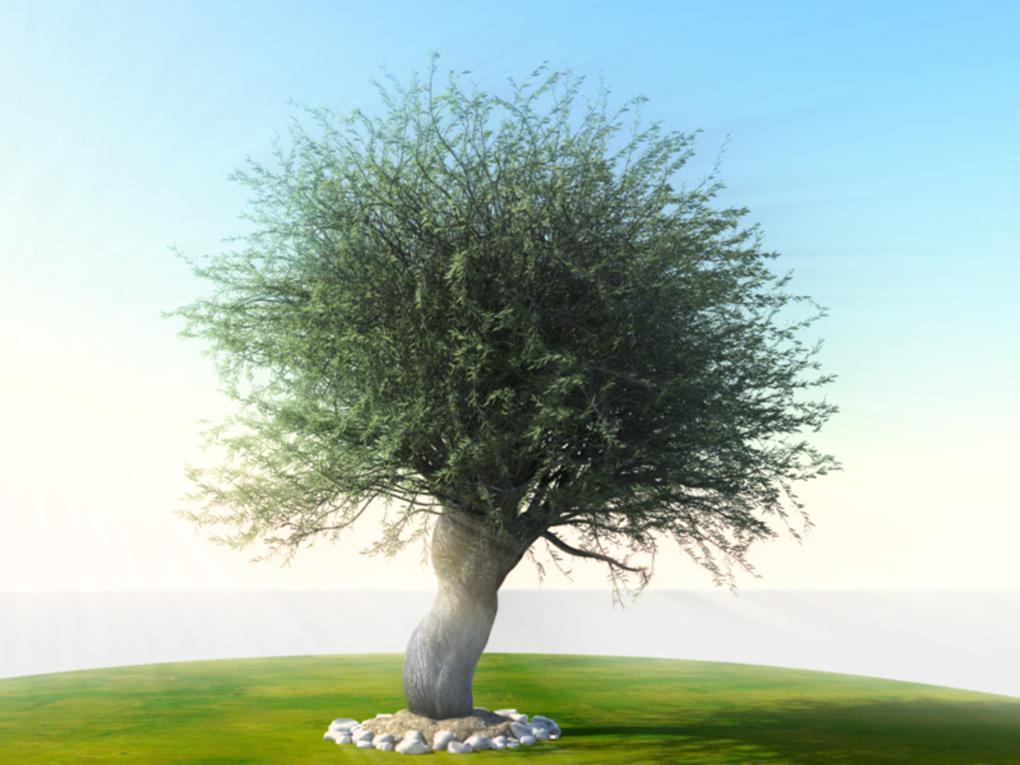 Tree Animation Olea Studio 3d Obj