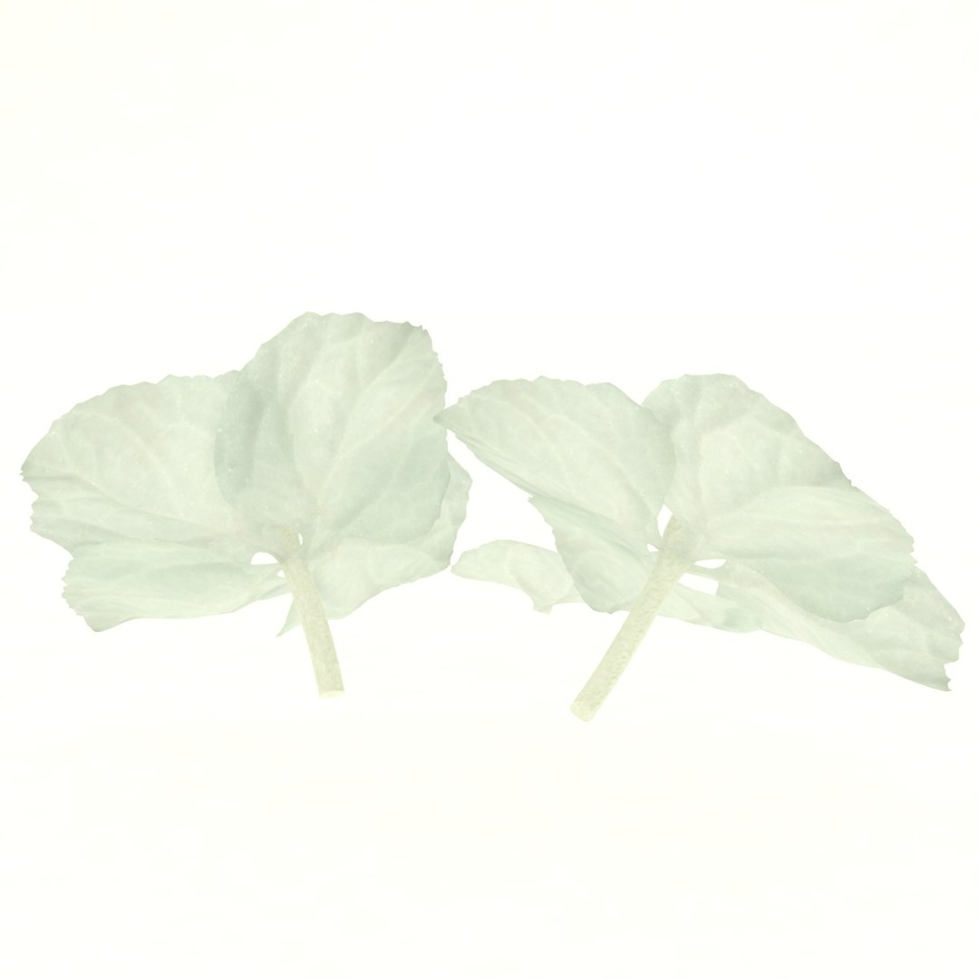 hydrangea macrophylla flower 3D https://p.turbosquid.com/ts-thumb/gF/3apFbz/LmBHRk0Y/3/jpg/1608973894/1920x1080/fit_q87/05e3770a8aae88043953b524e933652d461796ac/3.jpg