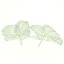 Flor de hortensia blanca