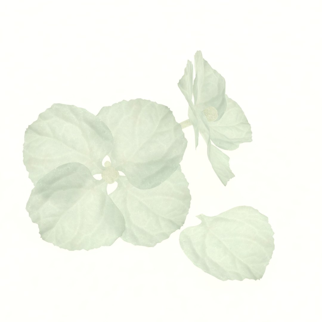 hydrangea macrophylla flower 3D https://p.turbosquid.com/ts-thumb/gF/3apFbz/SVVOAEU6/2/jpg/1608973644/1920x1080/fit_q87/15a89ebeb63ed6e5e6e39268546649c887c63495/2.jpg