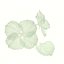 Flor de hortensia blanca