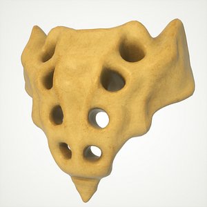 human sacrum spine 3D model