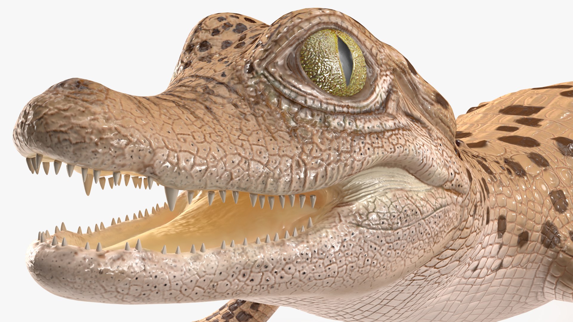 Baby Crocodile Light Color Rigged for Maya 3D https://p.turbosquid.com/ts-thumb/gF/OlYuMo/Ce/babycrocodilelightcolorrigged3dmodel030/jpg/1655313141/1920x1080/fit_q87/c1f50dbcfdb82de937569b31416a998295caad5d/babycrocodilelightcolorrigged3dmodel030.jpg