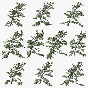 3D Plitvice Maple Tree Collection model