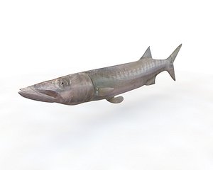 Barracuda Fish