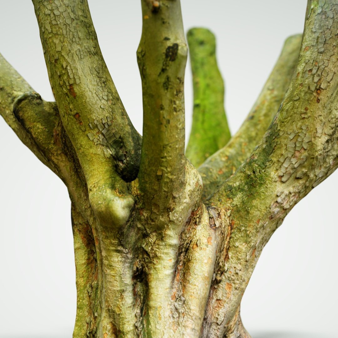 Obj Tree Asset