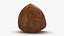 Hazelnut 03
