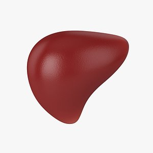 Liver