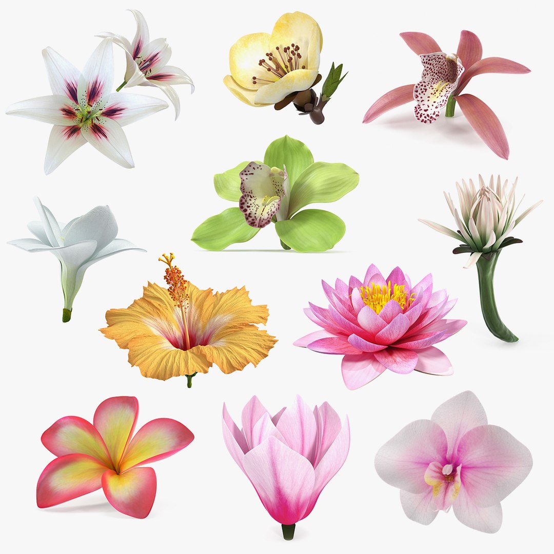 Flowers Collection 14 3D model preview