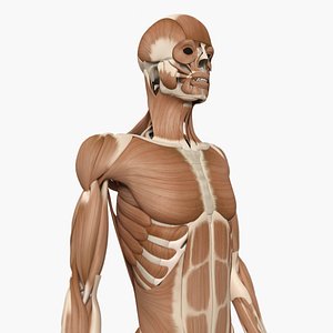 3d human muscle anatomy bones
