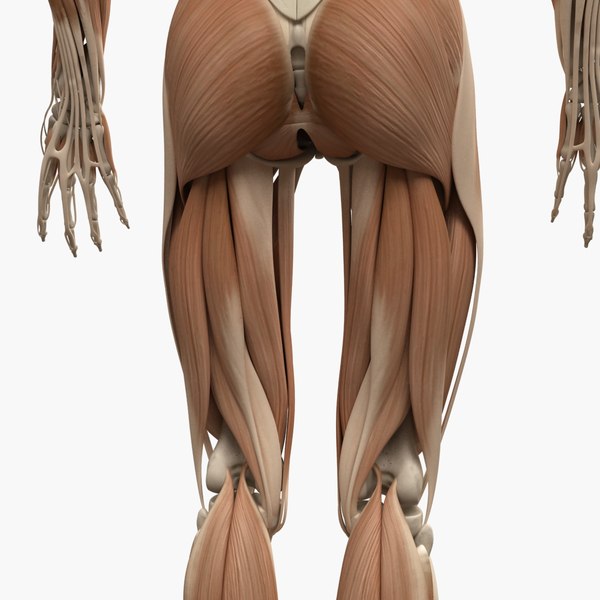 3d human muscle anatomy bones