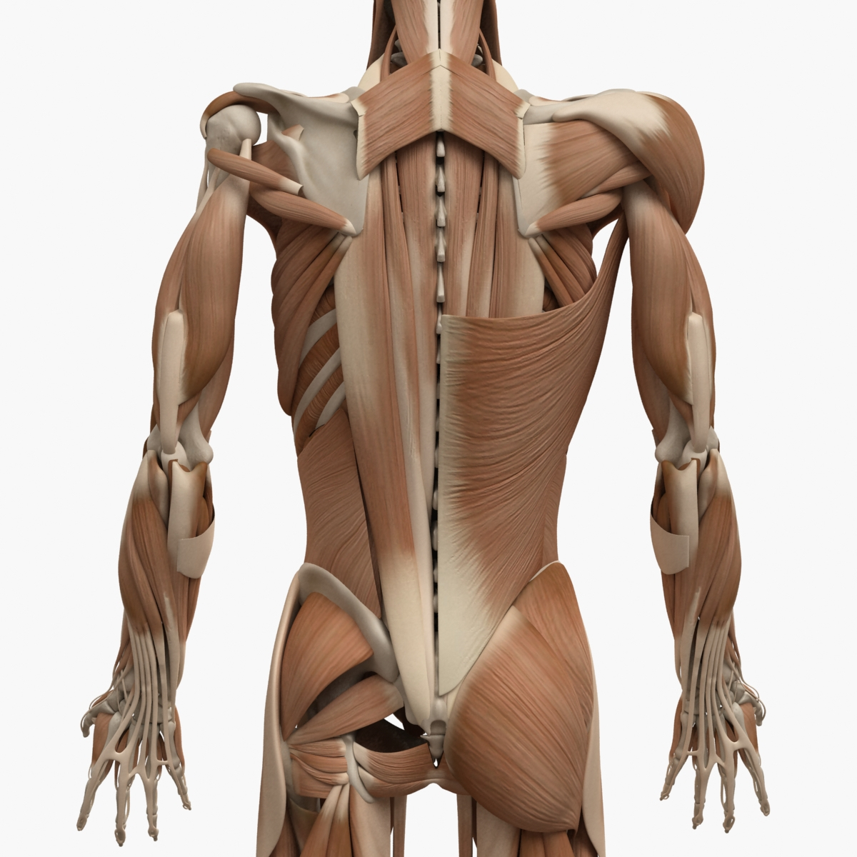 3d human muscle anatomy bones