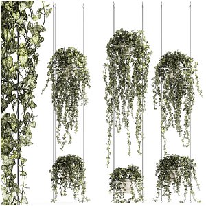 Shelf hanging on cables with ivy Hedera hanging plants 1424 3D model