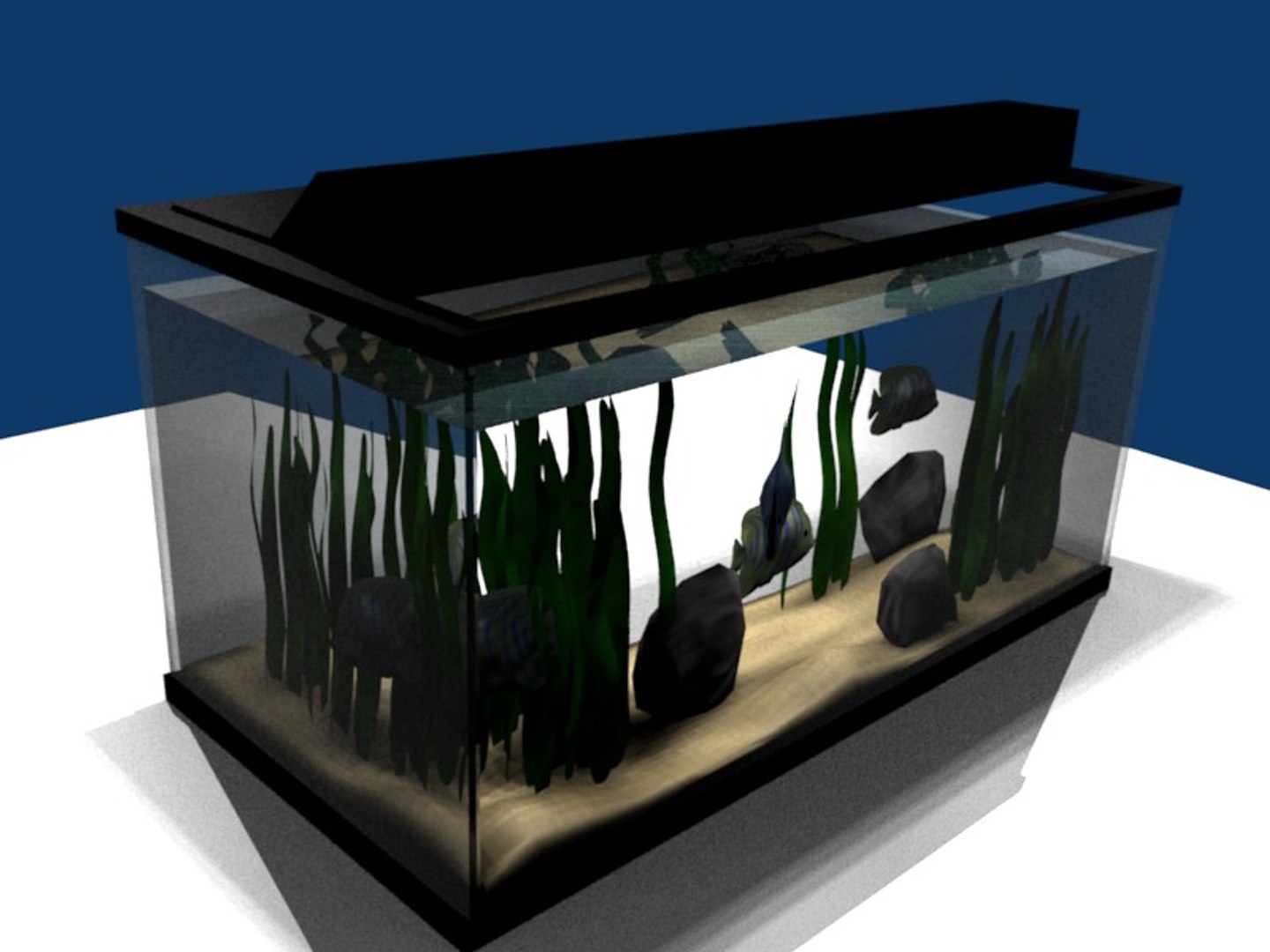 3d Aquarium Fish Aquatic Model