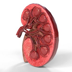 3D model Kidney Section