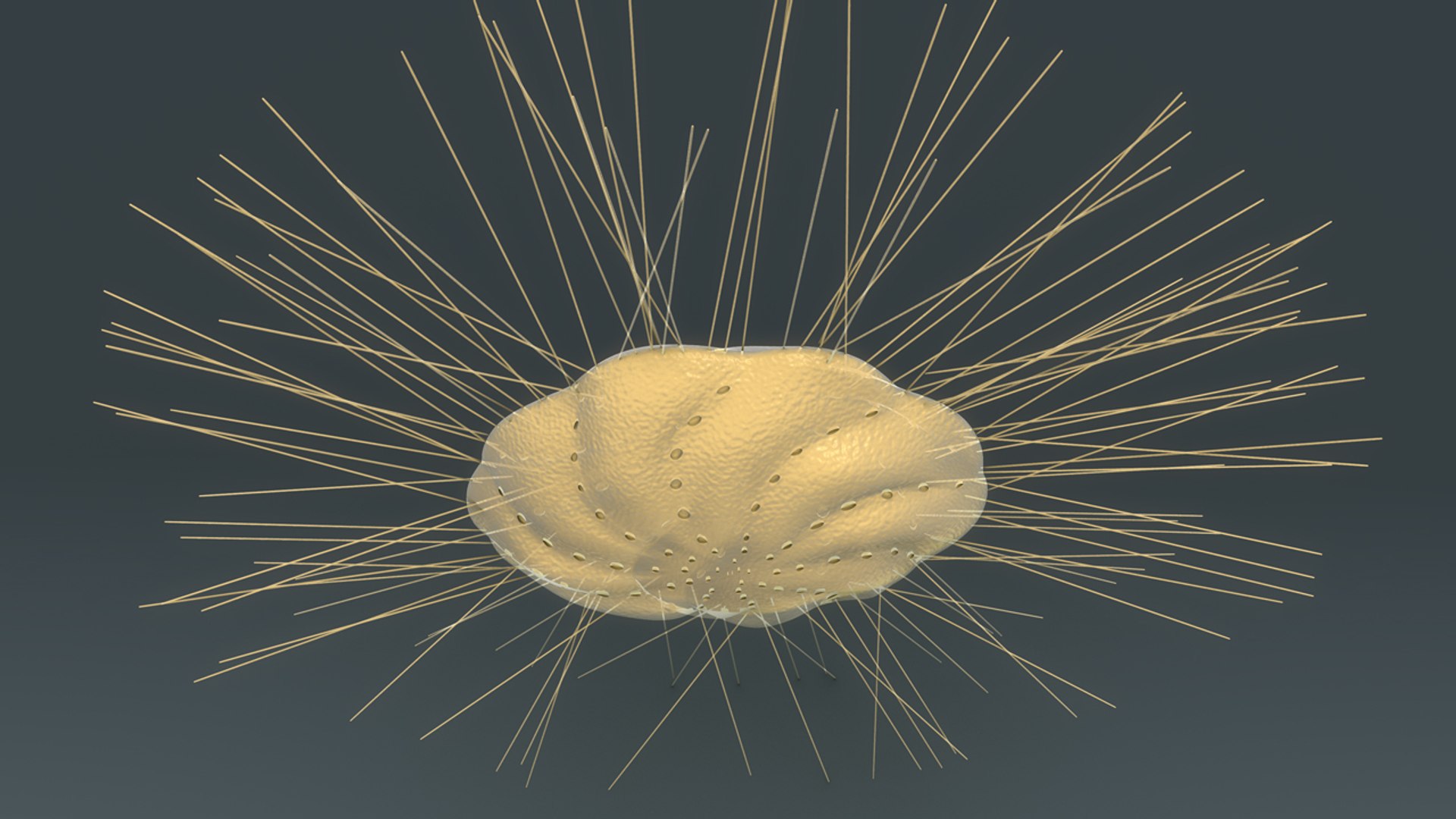 3d Elphidium
