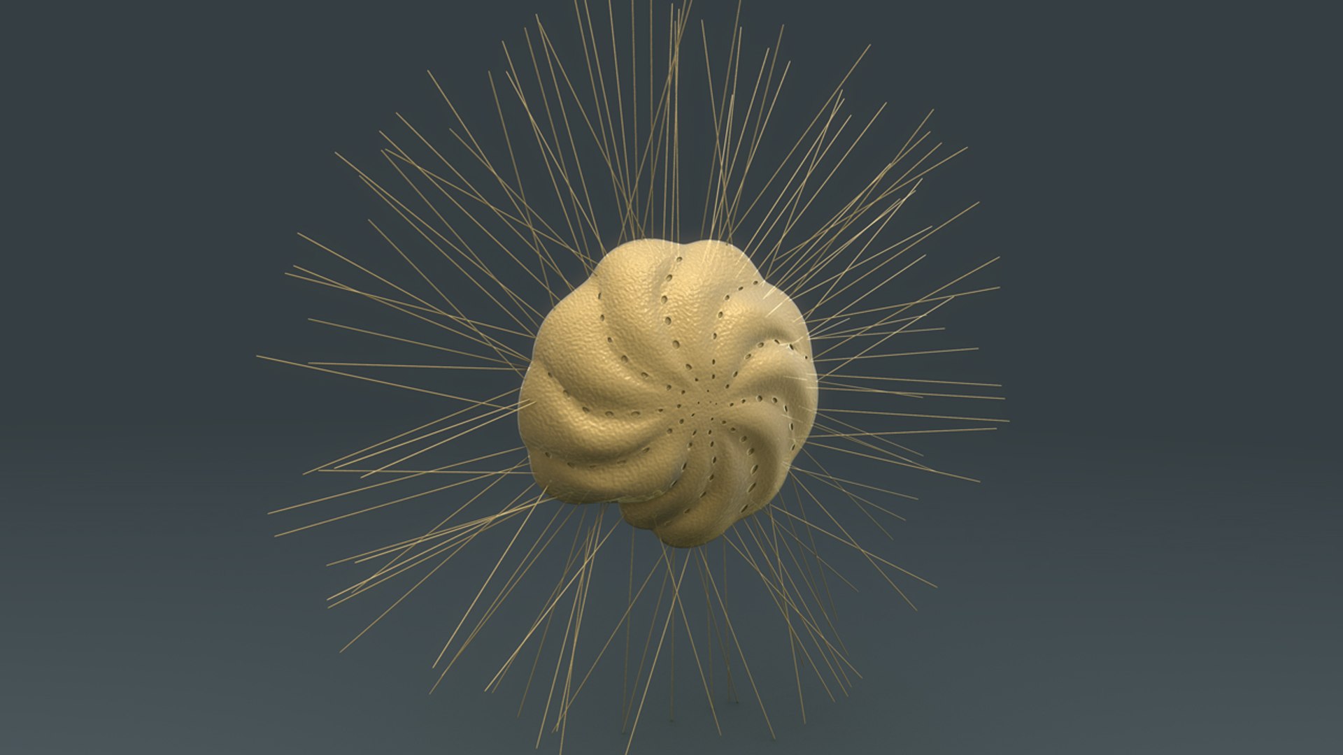 3d Elphidium