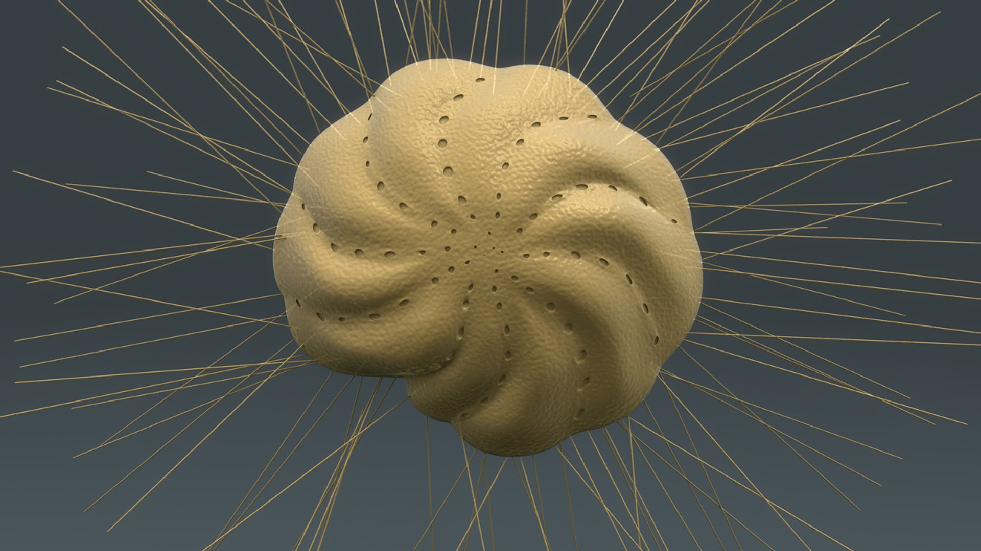 3d Elphidium