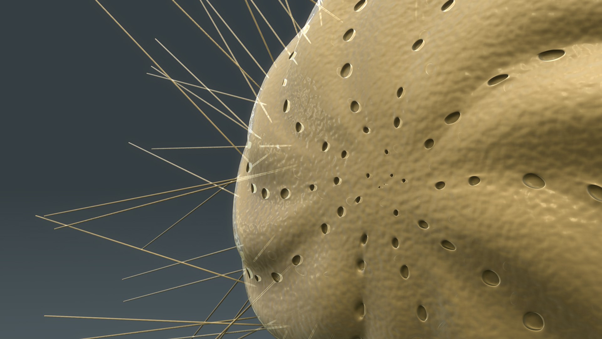 3d Elphidium