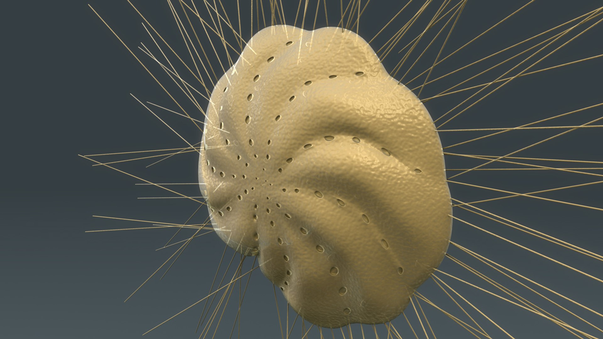 3d Elphidium