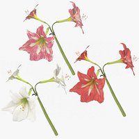 Amaryllis Collection