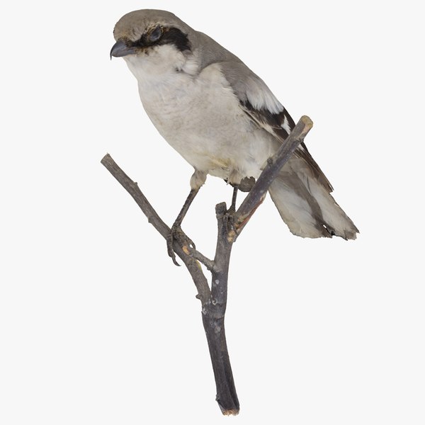 3D Great Grey Shrike (Lanius Excubitor) 01 RAW Scan