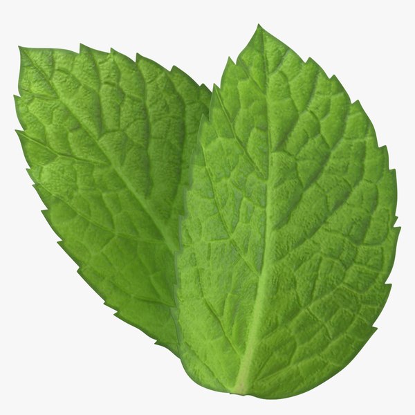 prop_13_mint_sprigs_type_03_square_0000.jpg