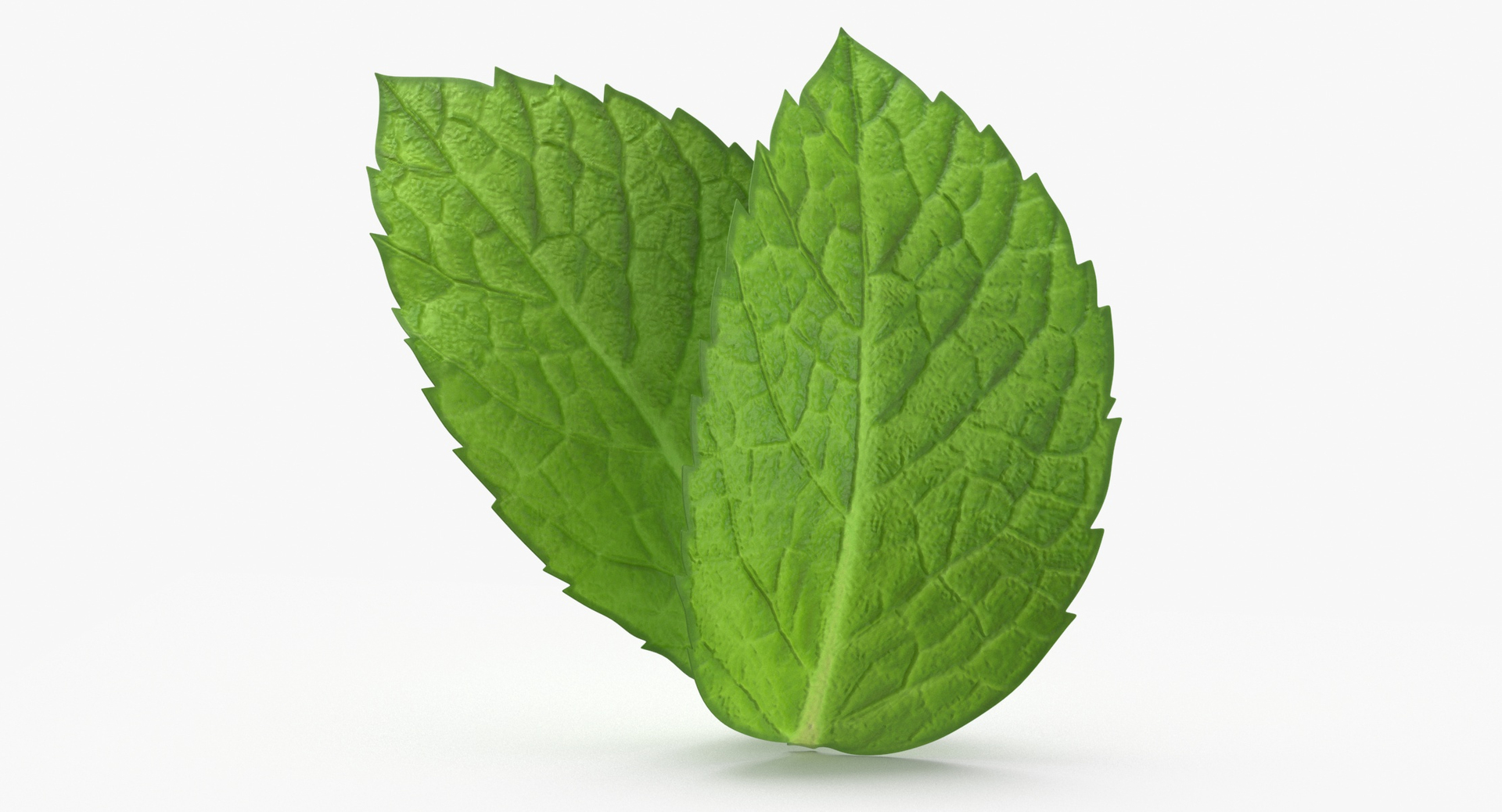 3D Prop 13 Mint Sprigs Type 03 TurboSquid 2145484