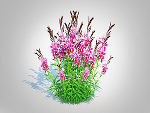 3D Gaura lindheimeriPink model