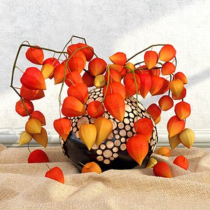 physalis in a vase