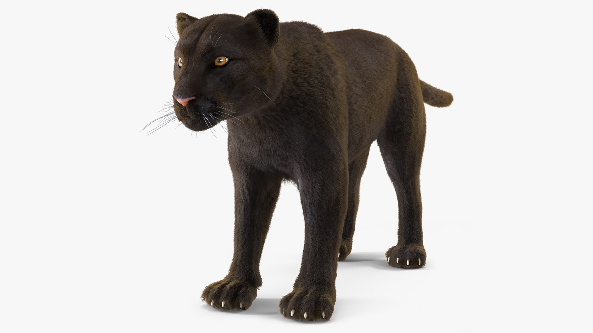 Black Panther Fur 3D model preview