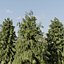 West Himalayan Spruce Trees Collection vol 47-Blender