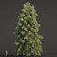West Himalayan Spruce Trees Collection vol 47-Blender