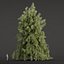 West Himalayan Spruce Trees Collection vol 47-Blender