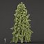 West Himalayan Spruce Trees Collection vol 47-Blender