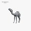Camel 3d numérisation