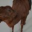 Camel 3d numérisation