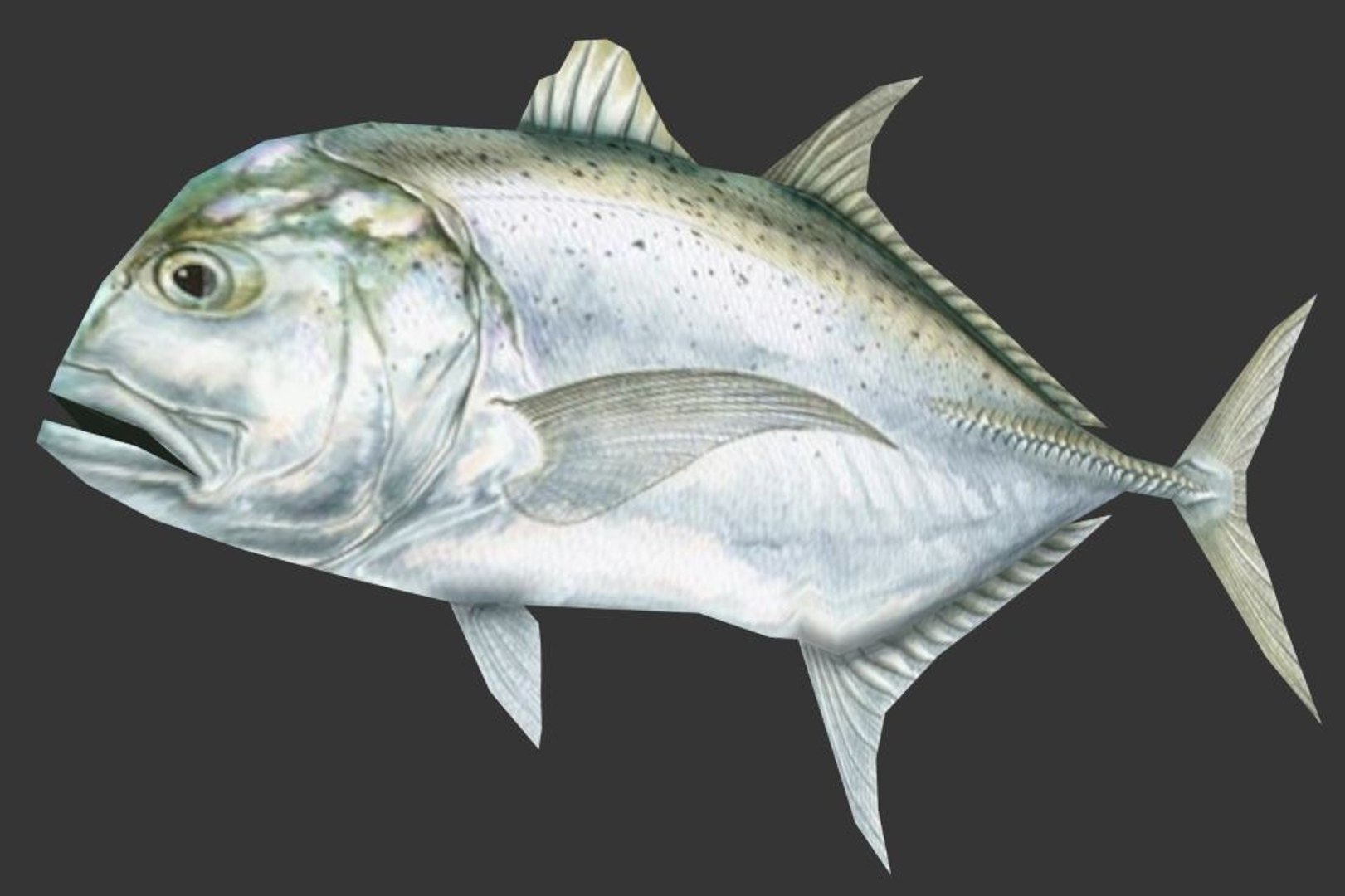 Bigeye trevally 3D model - TurboSquid 1416067